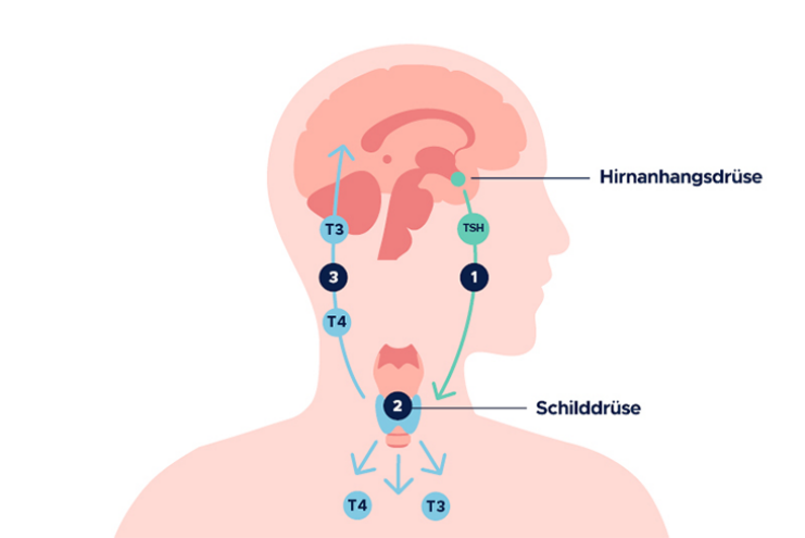 Schilddrüsenunterfunktion